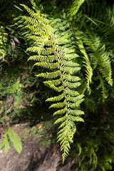 Natural lush forest fern, Australia