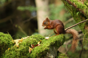 Red Squirrel