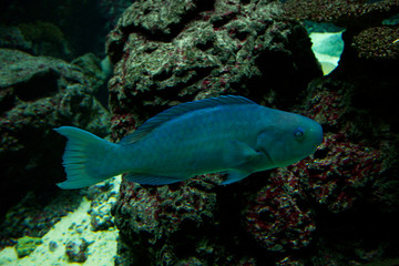 Blue parrotfish (Scarus coeruleus).