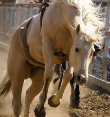 Close up of a cream colored horse galloping along a fence at the Bucking Horse sale in Miles City...