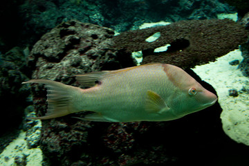 Naklejka na ściany i meble Hogfish (Lachnolaimus maximus).