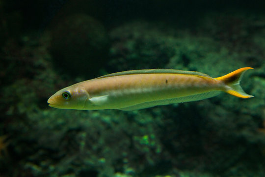 Sand Tilefish (Malacanthus plumieri).