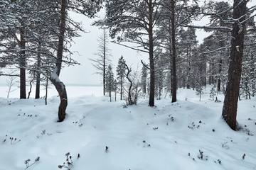 Winter Snowy Landscape