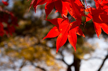 紅葉