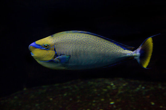 Bignose unicornfish (Naso vlamingii).