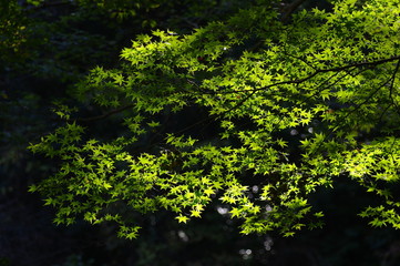緑色のモミジ