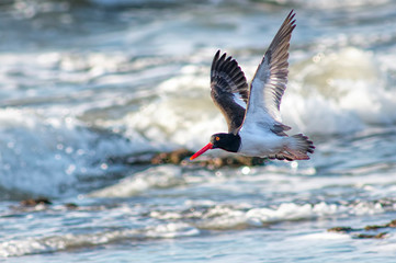 American oystercatcher flying on the waves