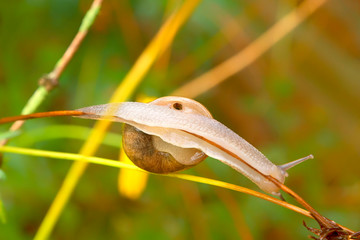 Snail gliding on a plant 