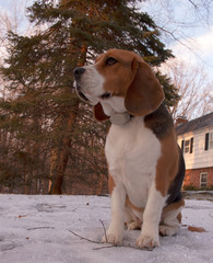 Purebred beagle sitting in snow