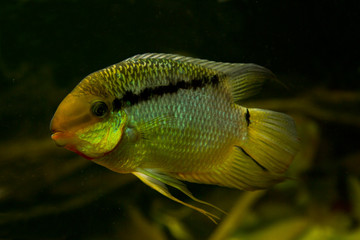 Flag cichlid (Mesonauta insignis ).