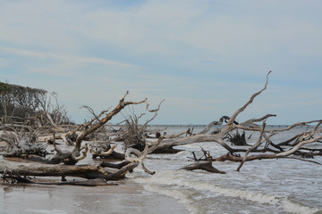 Driftwood Beach,Big Talbot Island State Park,Duval county,Atlantic Ocean,Florida