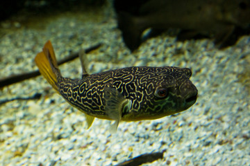 Mbu puffer, giant puffer, giant freshwater puffer (Tetraodon mbu). © Elena