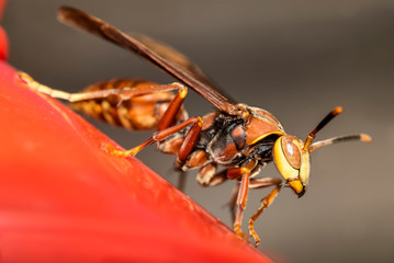 Paper wasp perched on a hung 