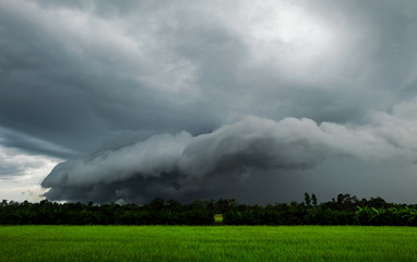 Naklejka na ściany i meble Black cloud Rainstorm is forming on green rice fields.