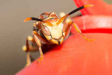Wasp perched on a feeder 