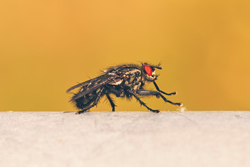 Fly Macro
