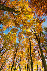 Baumkronen mit Herbstlaub in hellem Sonnenlicht