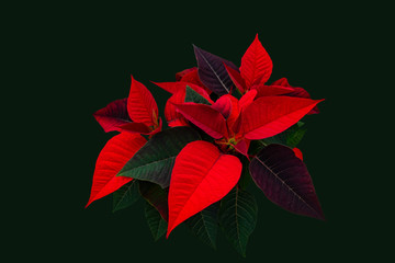 poinsettia isolated on green background
