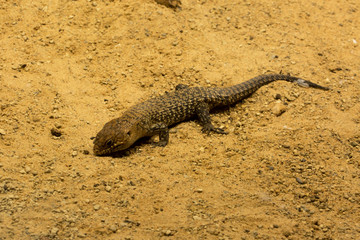 Cunningham's skink (Egernia cunninghami).
