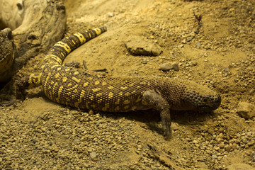 Mexican beaded lizard (Heloderma horridum).