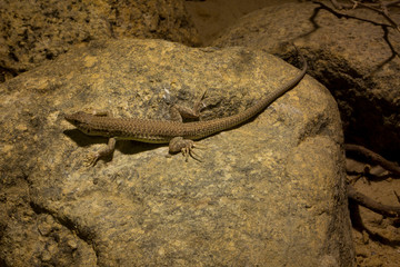 Bosc's fringe-toed lizard (Acanthodactylus boskianus).