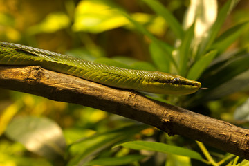 Arboreal ratsnake, the red-tailed green ratsnake, red-tailed racer(Gonyosoma oxycephalum).