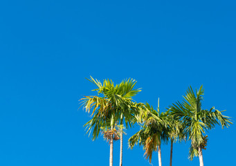 betel palm trees outdoor on blue sky background and copy space, Farm location in thailand