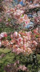 Closeup of Cherry Blossom