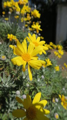 Closeup of Yellow Flowers