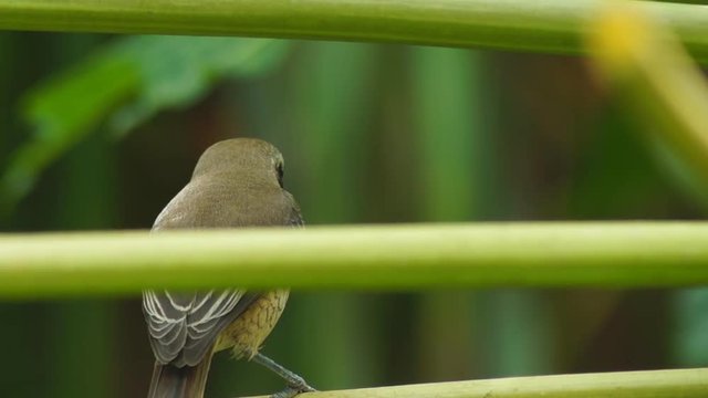 Pirok Pirok bird perch on papaya branch. close up