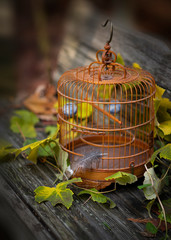 Wooden empty bird cage on wooden background