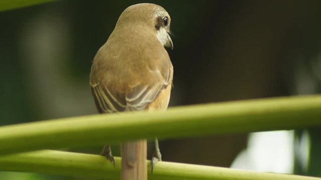 Pirok Pirok bird perch on papaya branch. close up