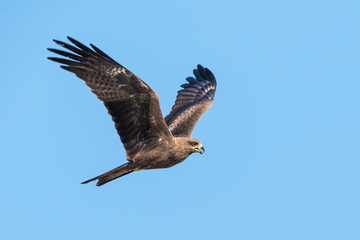 Black-eared Kite flying on the blue sky, Thailand