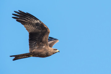 Black-eared Kite flying on the blue sky, Thailand