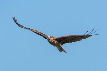 Black-eared Kite flying on the blue sky, Thailand