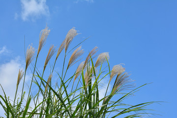 ススキ  青空

