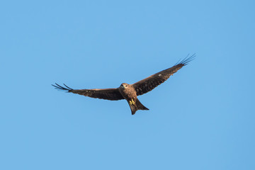 Black-eared Kite flying on the blue sky, Thailand