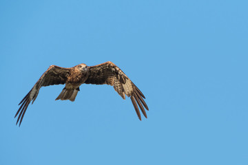 Black-eared Kite flying on the blue sky, Thailand