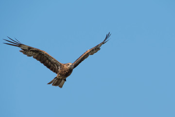 Black-eared Kite flying on the blue sky, Thailand