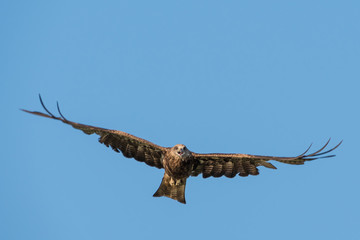 Black-eared Kite flying on the blue sky, Thailand