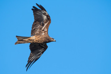 Black-eared Kite flying on the blue sky, Thailand