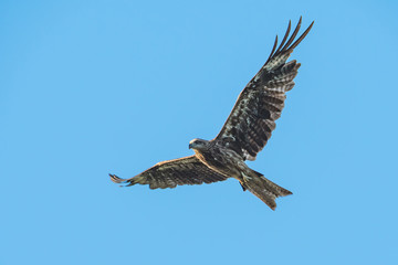 Black-eared Kite flying on the blue sky, Thailand
