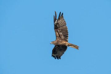 Black-eared Kite flying on the blue sky, Thailand
