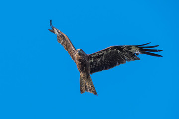 Black-eared Kite flying on the blue sky, Thailand