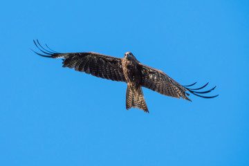 Black-eared Kite flying on the blue sky, Thailand