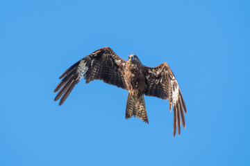 Black-eared Kite flying on the blue sky, Thailand