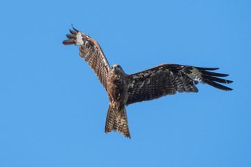 Black-eared Kite flying on the blue sky, Thailand