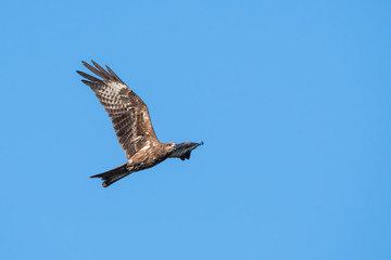 Black-eared Kite flying on the blue sky, Thailand