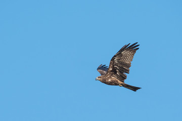 Black-eared Kite flying on the blue sky, Thailand