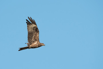 Black-eared Kite flying on the blue sky, Thailand